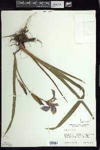 Iris versicolor image