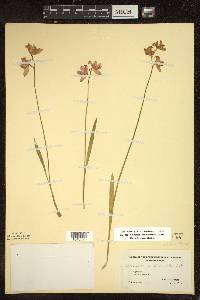 Calopogon tuberosus image