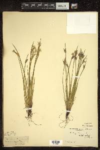 Sisyrinchium albidum image