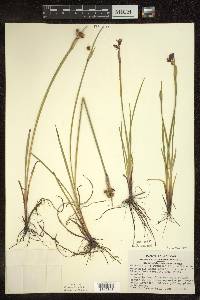 Sisyrinchium montanum image