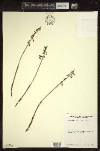 Corallorhiza trifida image