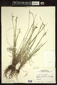 Sisyrinchium montanum image