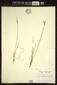 Sisyrinchium campestre image