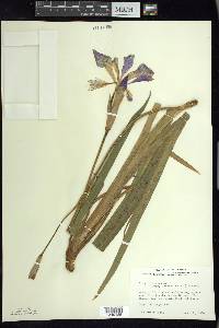 Iris virginica image