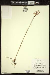 Arethusa bulbosa image