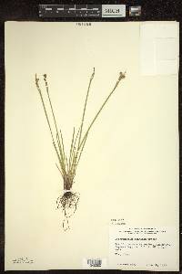 Sisyrinchium montanum image