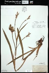 Iris virginica image