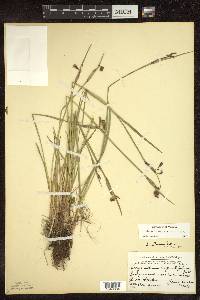 Sisyrinchium montanum image