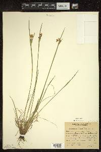 Sisyrinchium albidum image