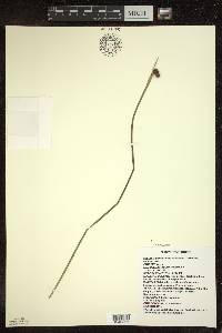 Sisyrinchium montanum image