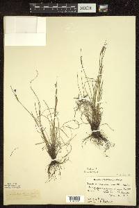 Sisyrinchium mucronatum image