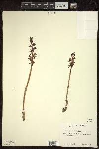 Corallorhiza striata image