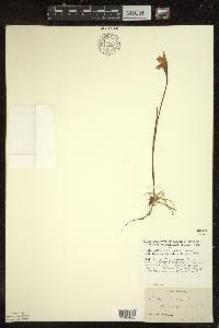 Arethusa bulbosa image