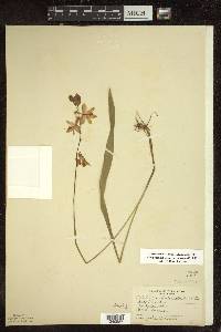 Calopogon tuberosus image