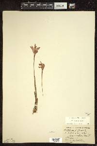 Arethusa bulbosa image