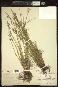 Sisyrinchium albidum image