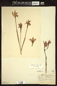 Arethusa bulbosa image