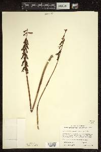 Corallorhiza maculata f. maculata image