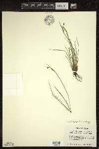 Sisyrinchium montanum image