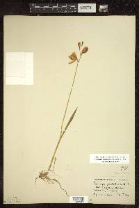 Calopogon tuberosus image