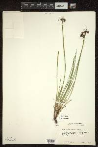 Sisyrinchium montanum image