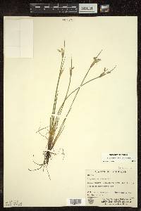 Sisyrinchium albidum image