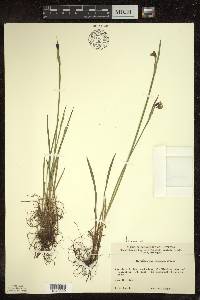 Sisyrinchium montanum var. crebrum image