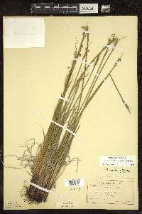 Sisyrinchium montanum image