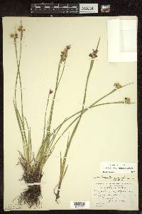 Sisyrinchium montanum var. crebrum image