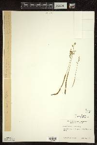 Corallorhiza trifida image