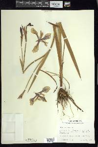 Iris versicolor image