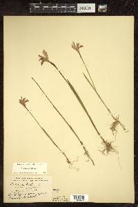 Arethusa bulbosa image