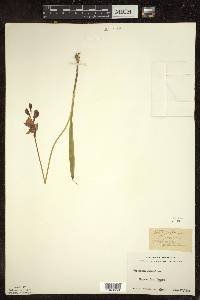 Calopogon tuberosus image