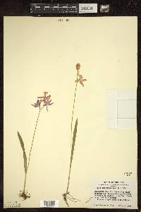 Calopogon tuberosus image