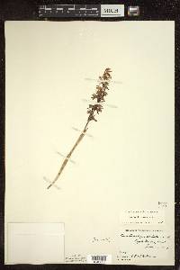 Corallorhiza striata image