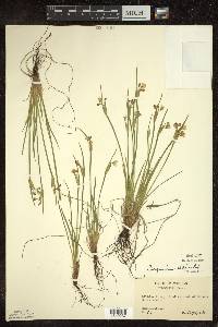 Sisyrinchium albidum image