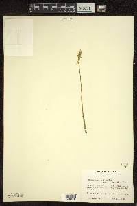 Corallorhiza trifida image