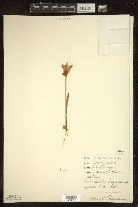 Arethusa bulbosa image