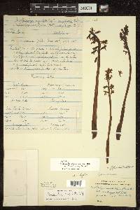 Corallorhiza maculata var. maculata image
