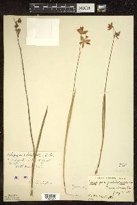 Calopogon tuberosus image