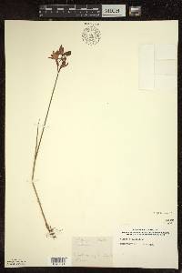 Calopogon tuberosus image