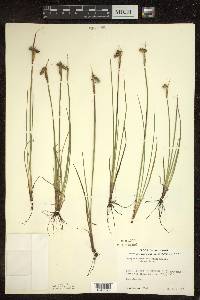 Sisyrinchium montanum image