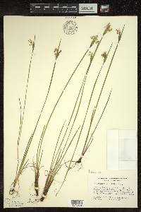 Sisyrinchium albidum image