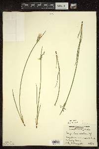 Sisyrinchium albidum image