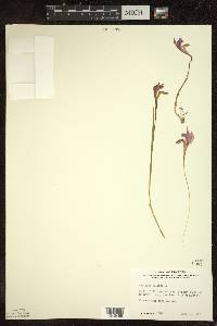 Arethusa bulbosa image