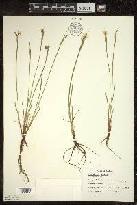 Sisyrinchium montanum image