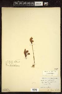 Arethusa bulbosa image