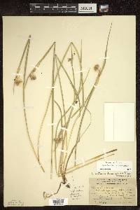 Sisyrinchium montanum var. montanum image