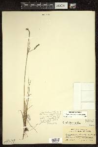 Sisyrinchium mucronatum image