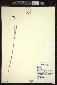 Sisyrinchium montanum image